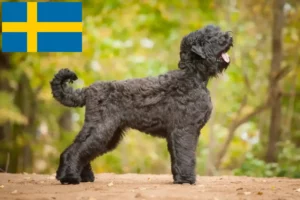 Scopri di più sull'articolo Allevatore di Terrier Nero Russo e cuccioli in Svezia