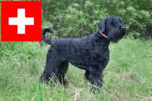 Scopri di più sull'articolo Allevatori e cuccioli di Terrier Nero Russo in Svizzera