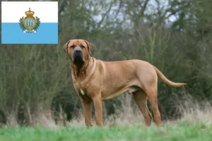 Scopri di più sull'articolo Allevatori di Tosa e cuccioli a San Marino