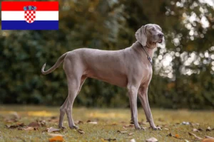 Scopri di più sull'articolo Allevatori e cuccioli di Weimaraner in Croazia