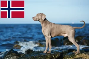 Scopri di più sull'articolo Allevatori di Weimaraner e cuccioli in Norvegia