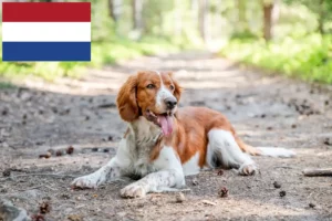 Scopri di più sull'articolo Allevatori e cuccioli di Welsh Springer Spaniel nei Paesi Bassi