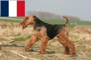 Scopri di più sull'articolo Allevatori e cuccioli di Welsh Terrier in Francia