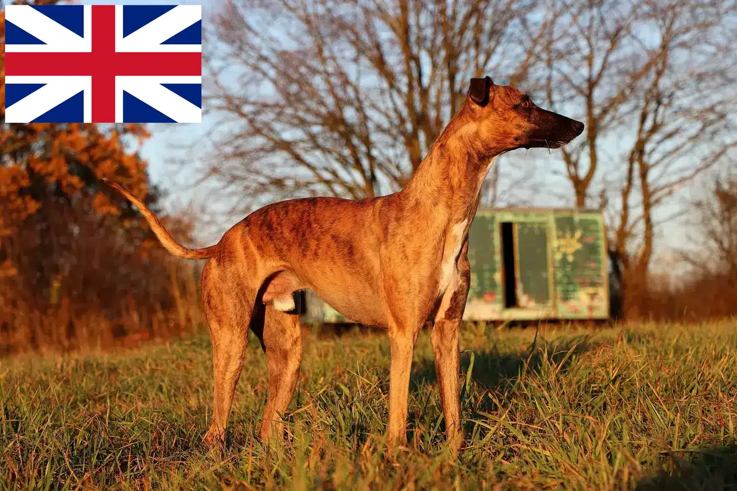 Cuccioli di Whippet e allevatori Gran Bretagna Qui potete trovare gli allevatori di Whippet in Gran Bretagna.