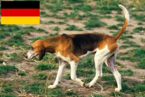 Scopri di più sull'articolo Allevatori di Grand Anglo-Français e cuccioli in Germania