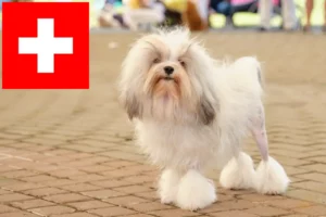 Scopri di più sull'articolo Allevatori di Löwchen e cuccioli in Svizzera