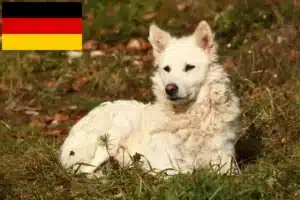Scopri di più sull'articolo Allevatori e cuccioli di Mudi in Germania