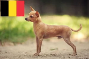 Scopri di più sull'articolo Allevatori e cuccioli di Russkiy Toy in Belgio