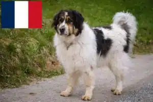 Scopri di più sull'articolo Allevatori di Tornjak e cuccioli in Francia