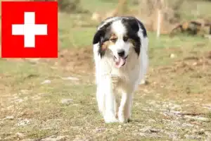 Scopri di più sull'articolo Allevatori e cuccioli di Tornjak in Svizzera