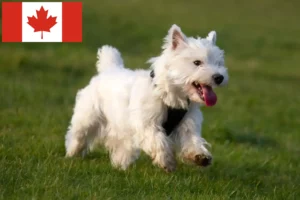 Scopri di più sull'articolo Allevatori di Westie e cuccioli in Canada
