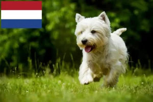 Scopri di più sull'articolo Allevatori di Westie e cuccioli nei Paesi Bassi