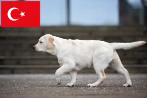 Scopri di più sull'articolo Allevatori di Labrador e cuccioli in Turchia