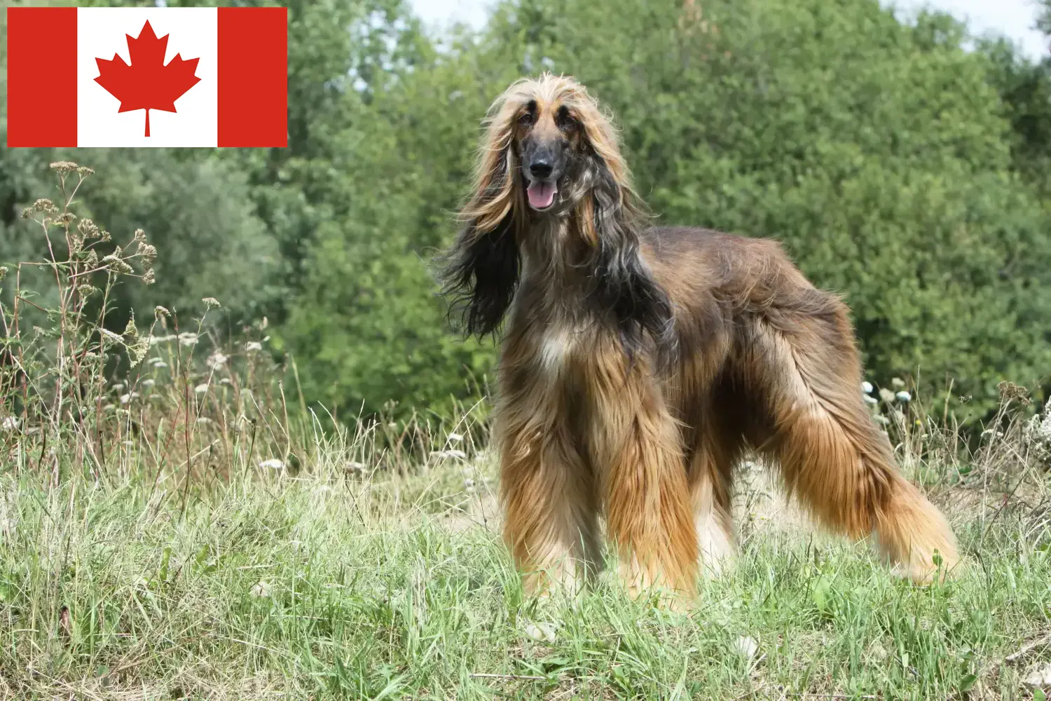 Scopri di più sull'articolo Allevatori di levrieri afghani e cuccioli in Canada
