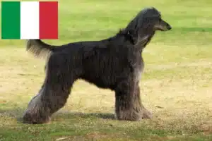 Scopri di più sull'articolo Allevatori di levrieri afgani e cuccioli in Italia