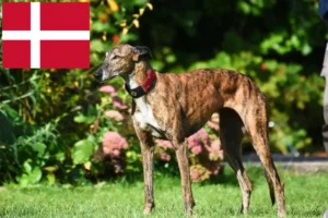 Scopri di più sull'articolo Allevatori di levrieri e cuccioli in Danimarca