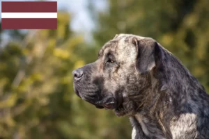 Scopri di più sull'articolo Allevatori di Presa Canario e cuccioli in Lettonia