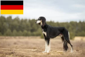 Scopri di più sull'articolo Allevatori di Saluki e cuccioli in Germania