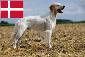 Scopri di più sull'articolo Allevatori di Setter Inglese e cuccioli in Danimarca