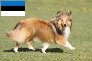 Scopri di più sull'articolo Allevatori e cuccioli di Sheltie in Estonia