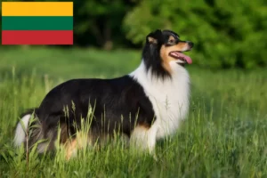 Scopri di più sull'articolo Allevatori di Sheltie e cuccioli in Lituania