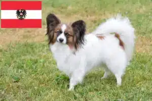 Scopri di più sull'articolo Allevatori di Spaniel Nano Continentale e cuccioli in Austria