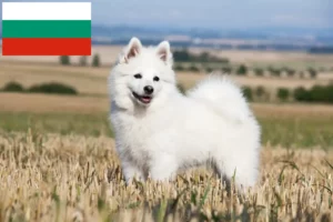 Scopri di più sull'articolo Allevatori di Spitz e cuccioli in Bulgaria