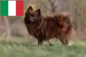 Scopri di più sull'articolo Allevatori di Spitz e cuccioli in Italia