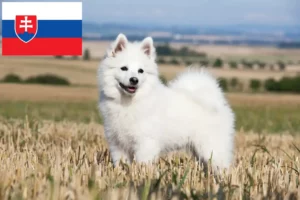 Scopri di più sull'articolo Allevatori di Spitz e cuccioli in Slovacchia