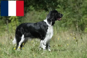 Scopri di più sull'articolo Allevatori di Springer Spaniel Inglese e cuccioli in Francia