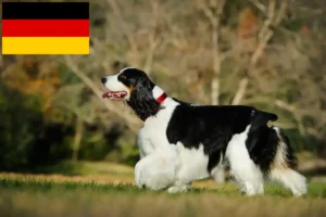 Scopri di più sull'articolo Allevatori di Springer Spaniel Inglese e cuccioli in Germania