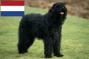 Scopri di più sull'articolo Allevatori e cuccioli di Terrier Nero Russo in Olanda