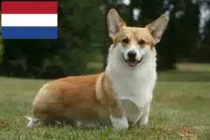Scopri di più sull'articolo Allevatori di Welsh Corgi e cuccioli nei Paesi Bassi
