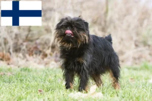 Scopri di più sull'articolo Allevatore di Griffoni nani belgi e cuccioli in Finlandia