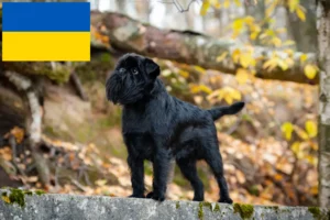 Scopri di più sull'articolo Allevatore di Griffoni Nani Belgi e cuccioli in Ucraina