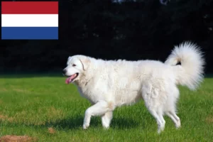 Scopri di più sull'articolo Allevatori di Kuvasz e cuccioli in Olanda