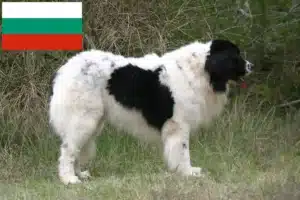 Scopri di più sull'articolo Allevatori e cuccioli di Landseer in Bulgaria