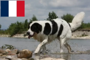 Scopri di più sull'articolo Allevatori di Landseer e cuccioli in Francia