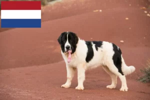 Scopri di più sull'articolo Allevatori di Landseer e cuccioli in Olanda