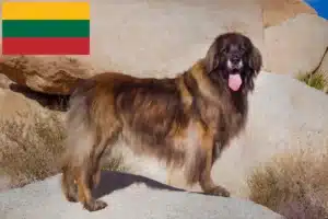 Scopri di più sull'articolo Allevatori di Leonberger e cuccioli in Lituania