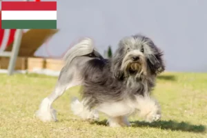 Scopri di più sull'articolo Allevatori di Löwchen e cuccioli in Ungheria