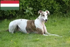 Scopri di più sull'articolo Allevatori e cuccioli di Magyar Agar in Ungheria