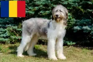 Scopri di più sull'articolo Allevatori e cuccioli di Mioritic in Romania