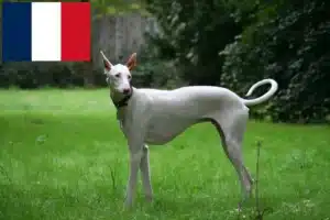 Scopri di più sull'articolo Allevatori e cuccioli di Podenco in Francia