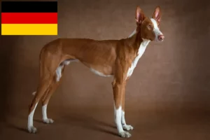Scopri di più sull'articolo Allevatori e cuccioli di Podenco in Germania
