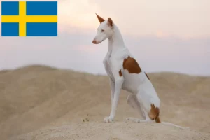 Scopri di più sull'articolo Allevatori di Podenco e cuccioli in Svezia