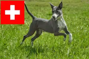 Scopri di più sull'articolo Allevatori di Podenco e cuccioli in Svizzera