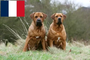 Scopri di più sull'articolo Allevatori e cuccioli di Tosa in Francia