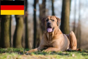 Scopri di più sull'articolo Allevatori di Tosa e cuccioli in Germania