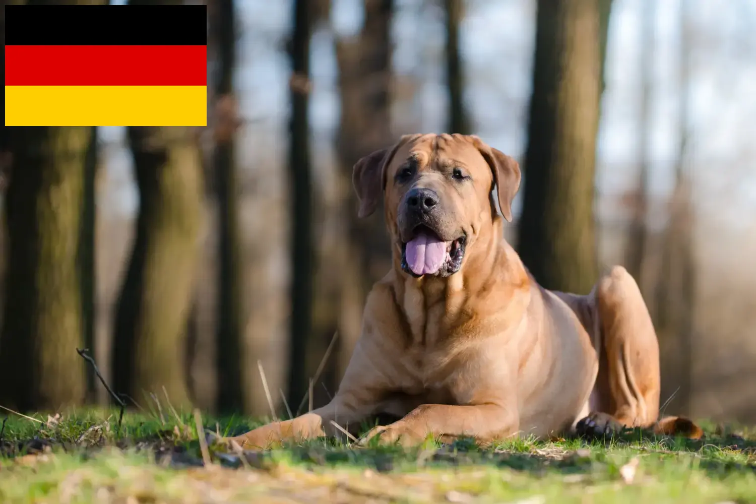 Scopri di più sull'articolo Allevatori di Tosa e cuccioli in Germania